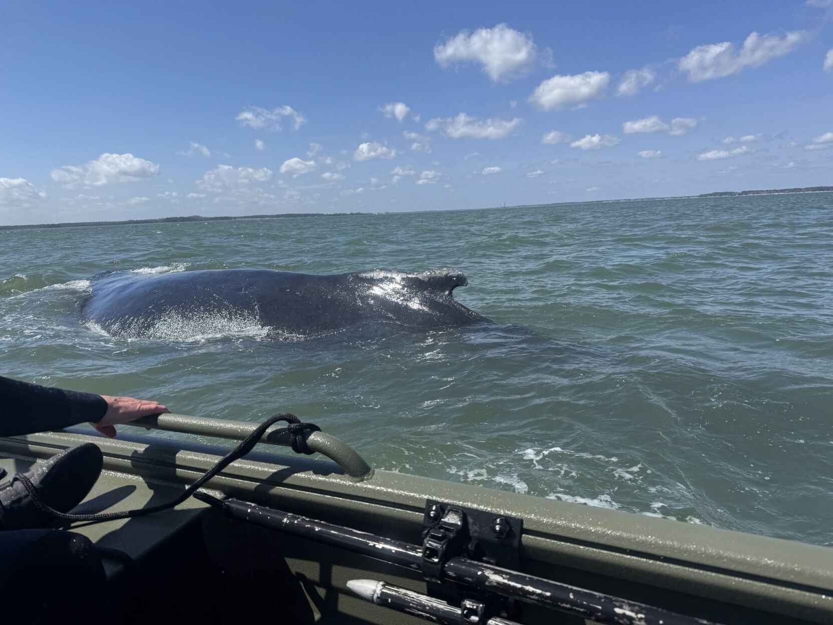 Whale From Boat